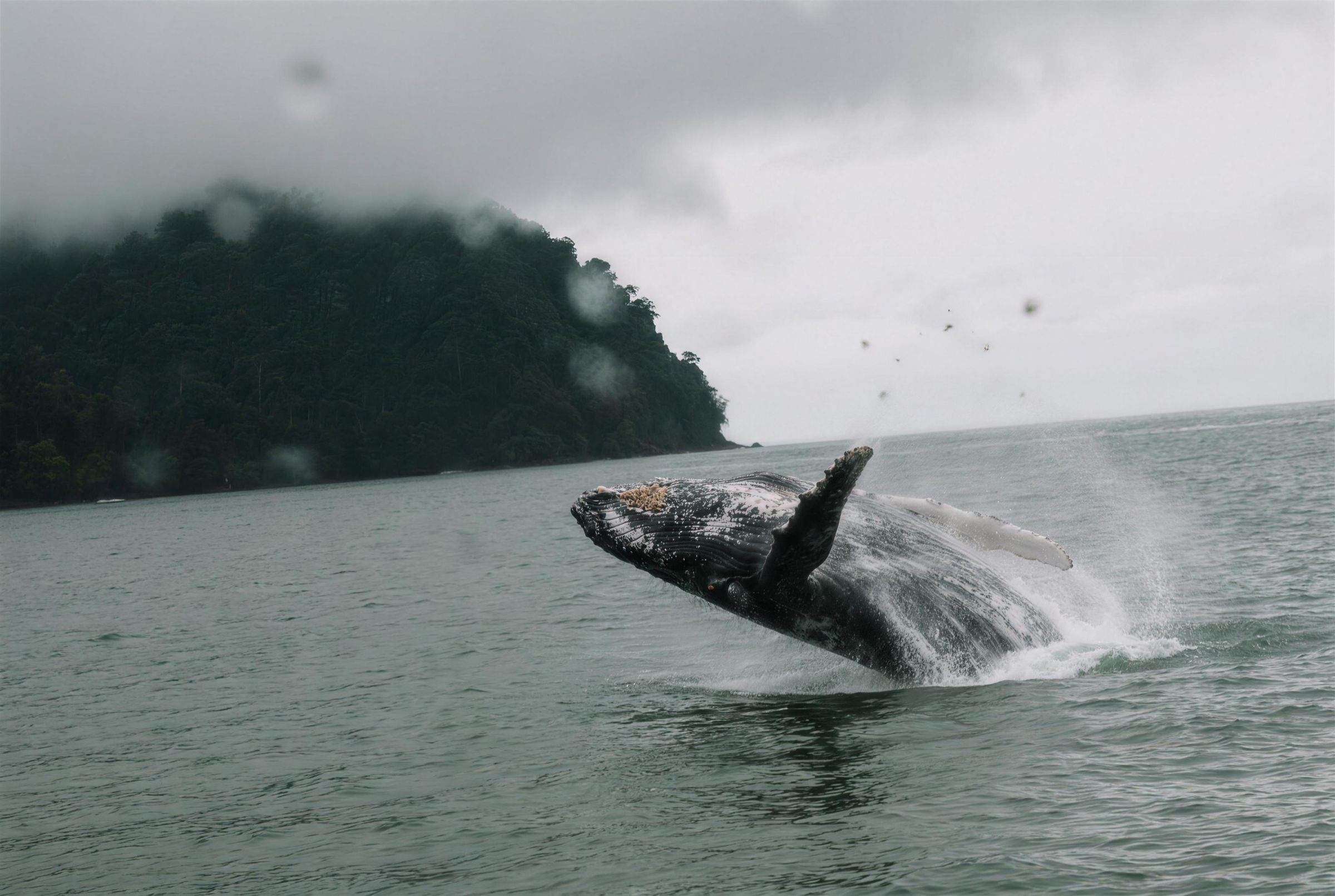 A humpback whale breaching close to shore while a couple watch from the dark sand beach