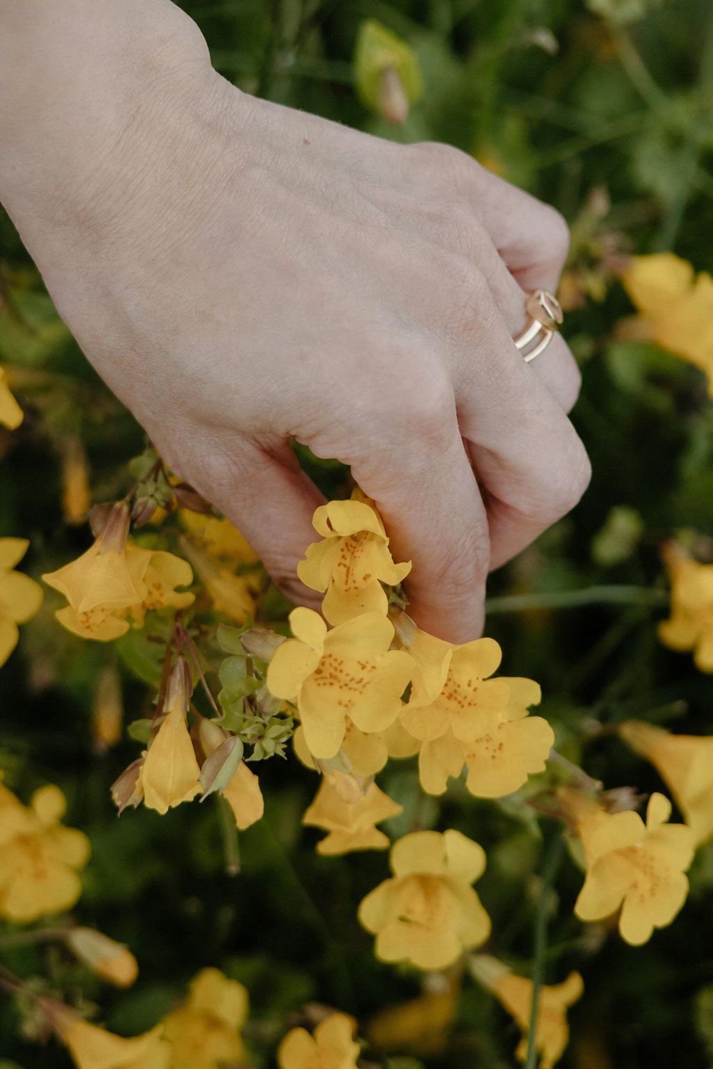 Noor and Kenji's Vancouver Island elopement, frame 35