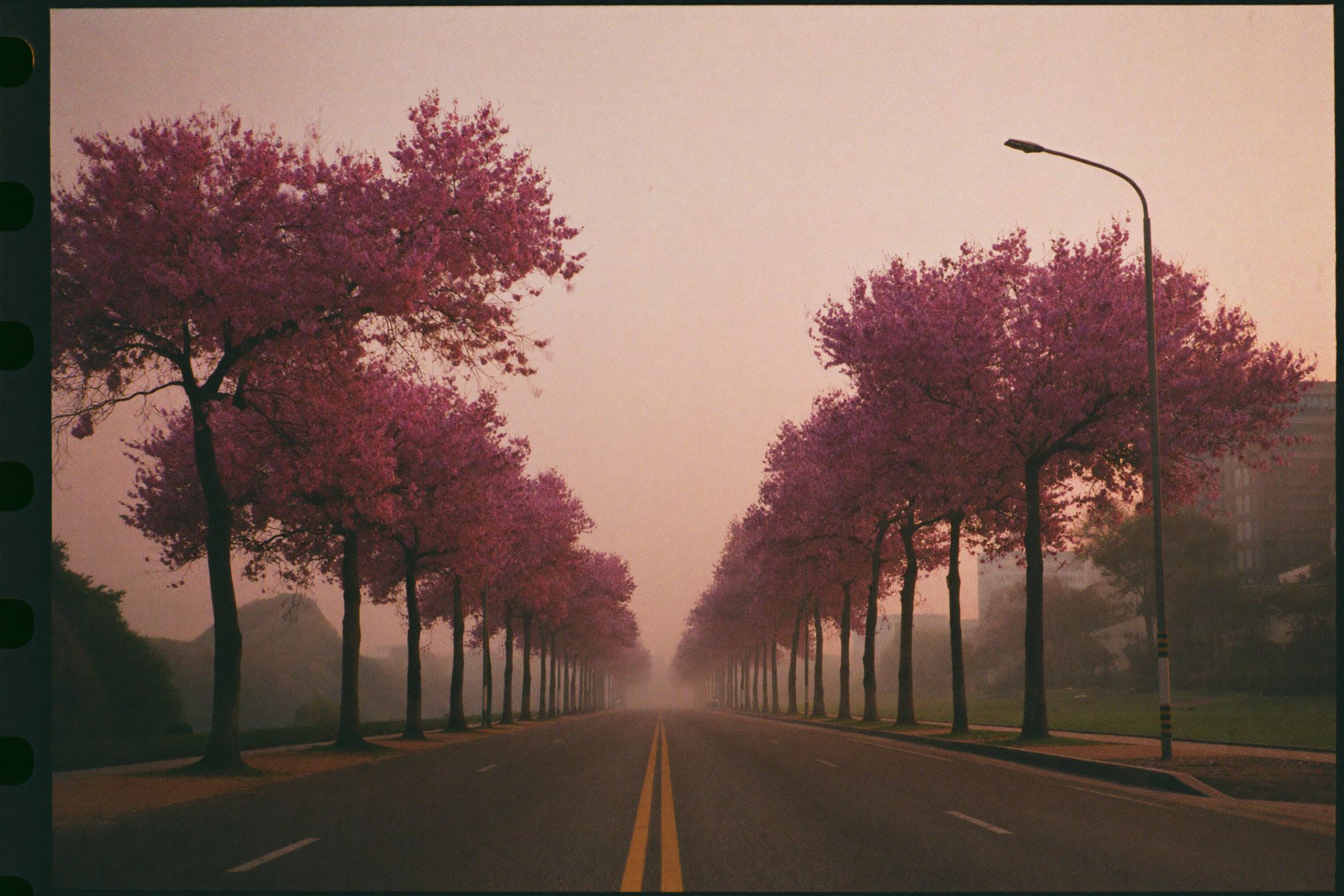 An avenue of jacaranda trees in full purple bloom at dawn