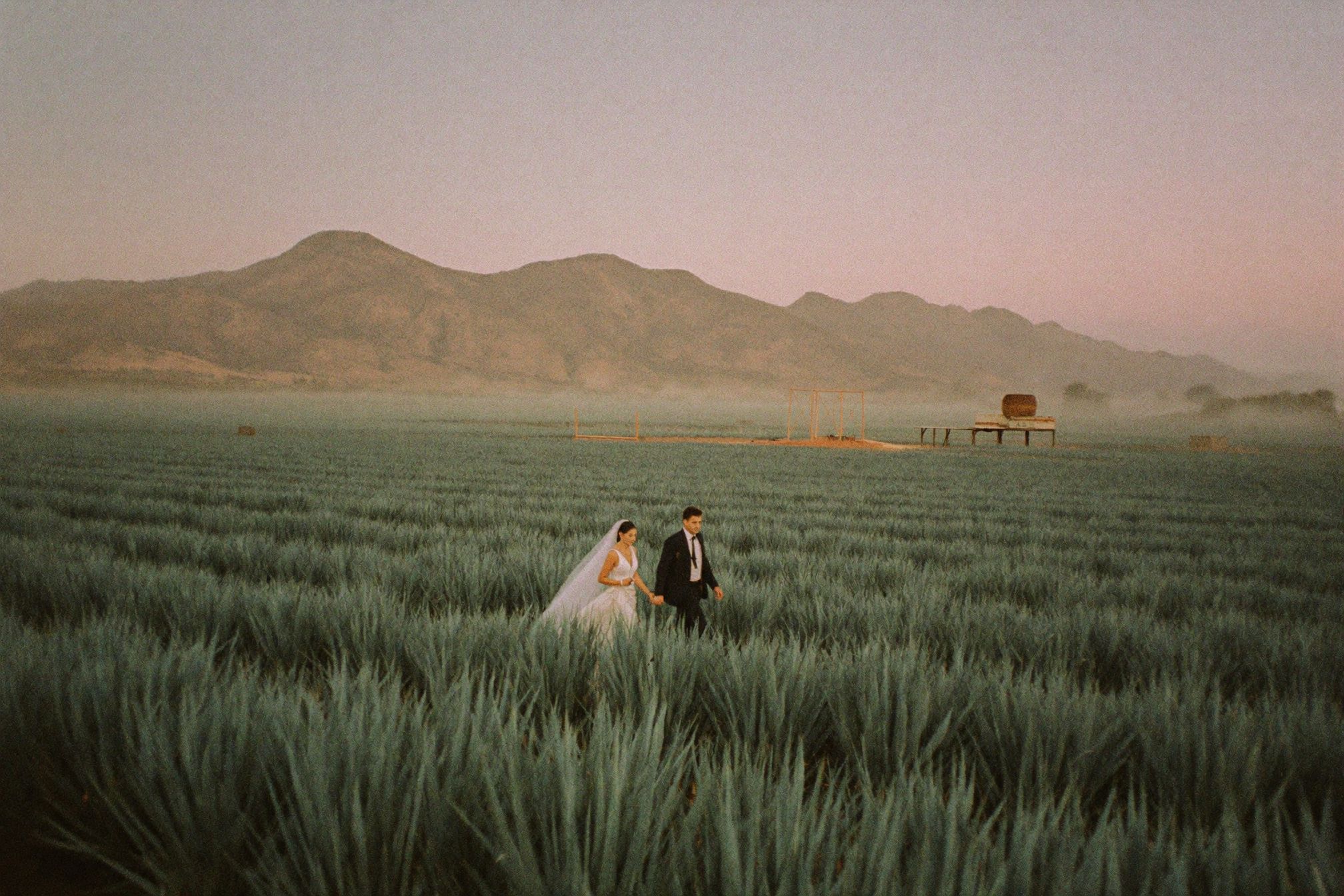 A couple walking through rows of agave in the valley outside Oaxaca at dawn