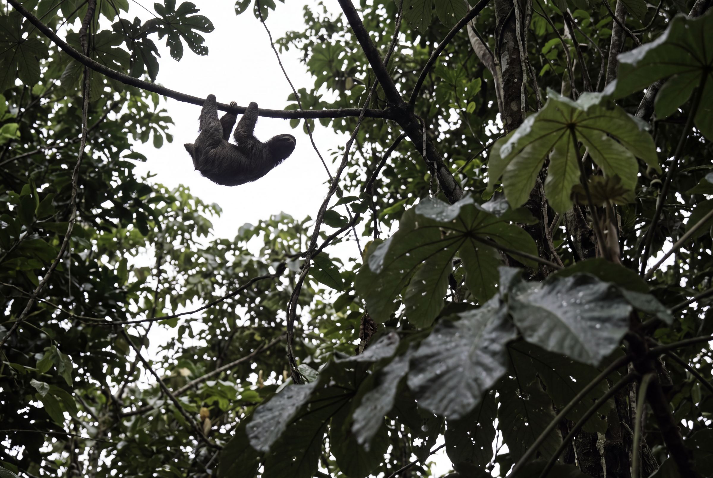 A three toed sloth in the branches above a forest path