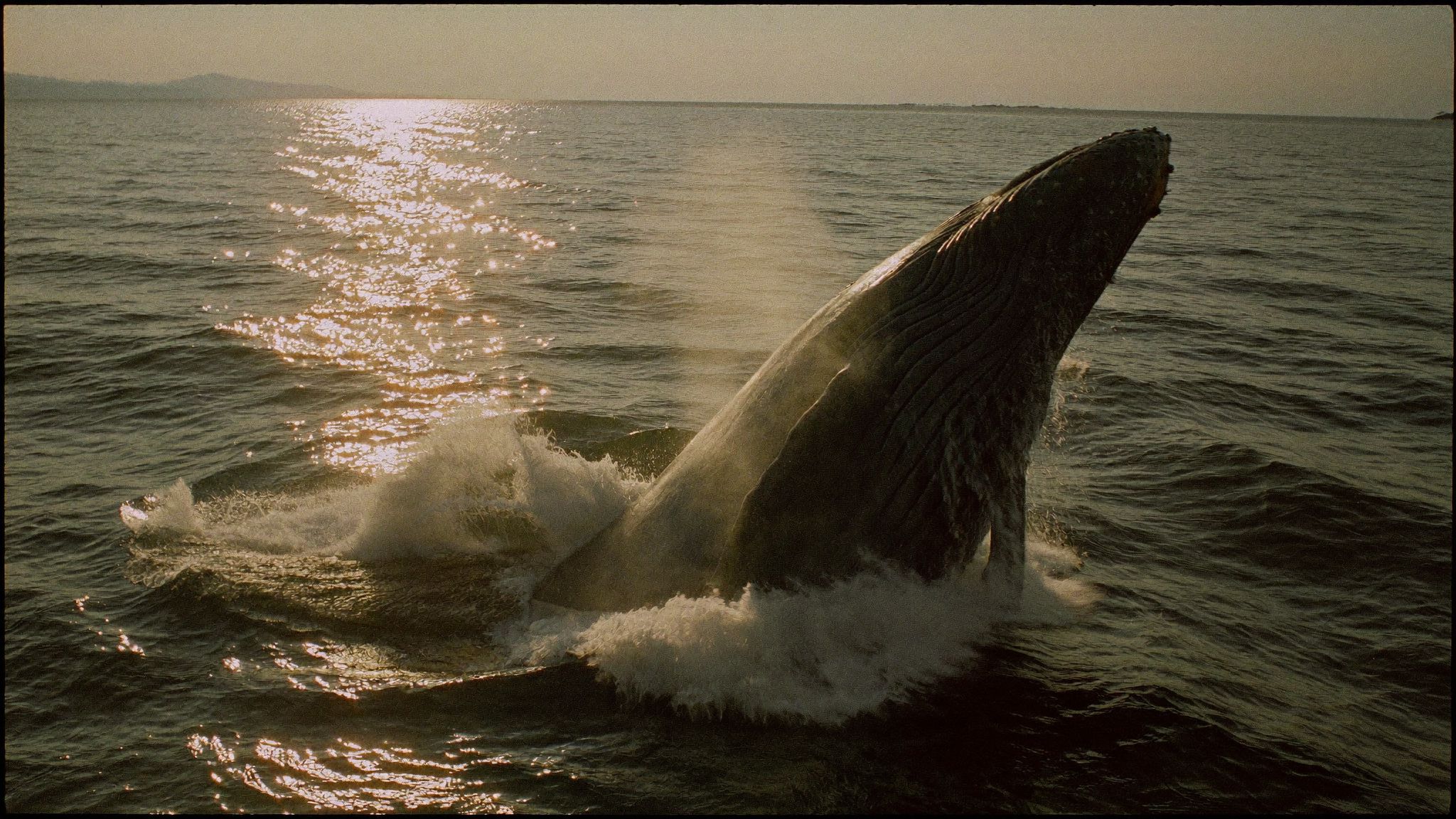 A humpback whale breaching off the Pacific coast of Costa Rica