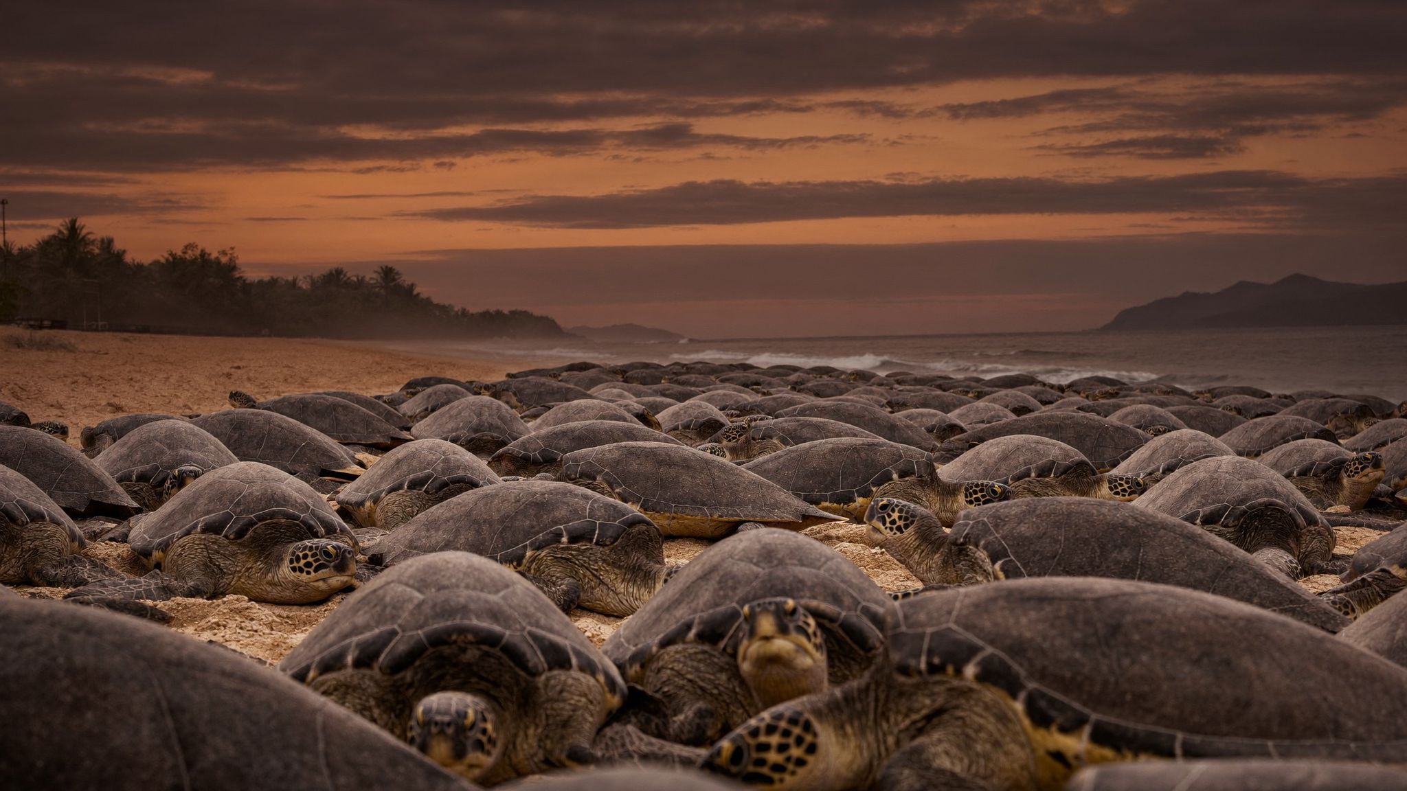 Hundreds of sea turtles coming ashore to nest on a Costa Rican beach