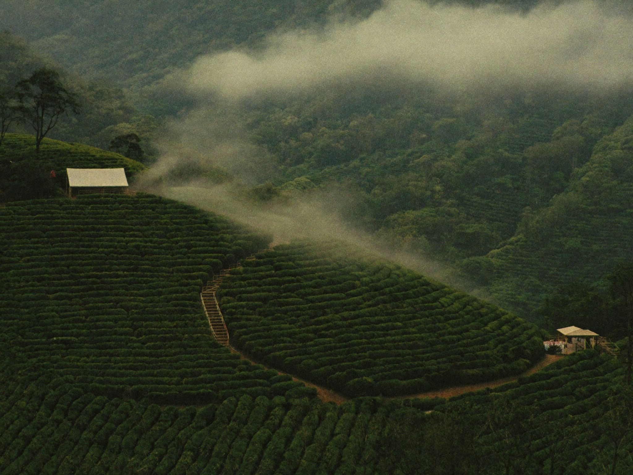 Terraced farms on the slope below the cloud forest reserve