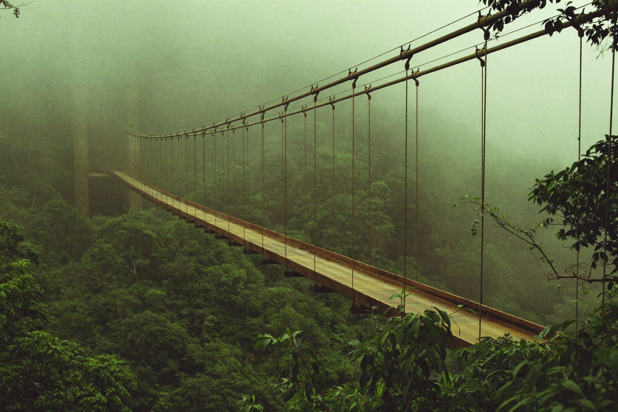 A suspension bridge running out into green cloud in the Monteverde cloud forest