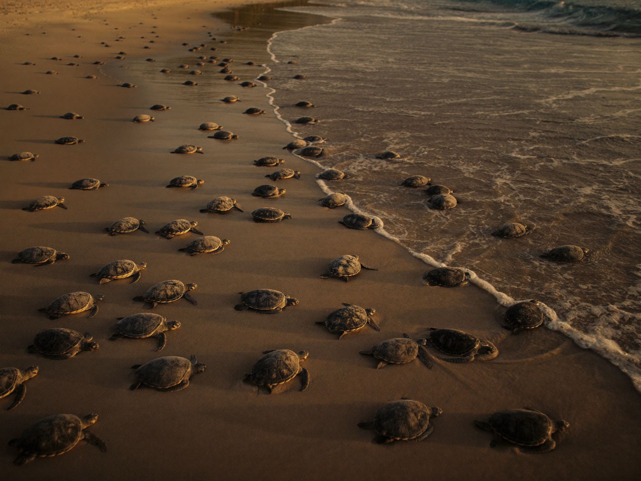 Sea turtles coming out of the surf onto a dark beach in numbers