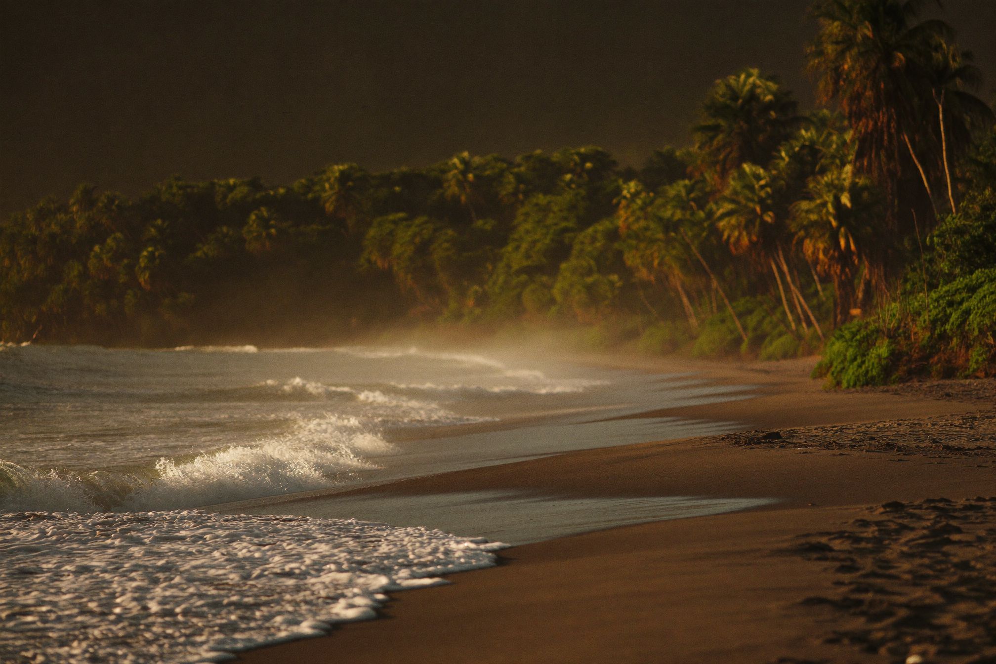 Palms leaning over an empty Pacific beach in Nosara as the light goes