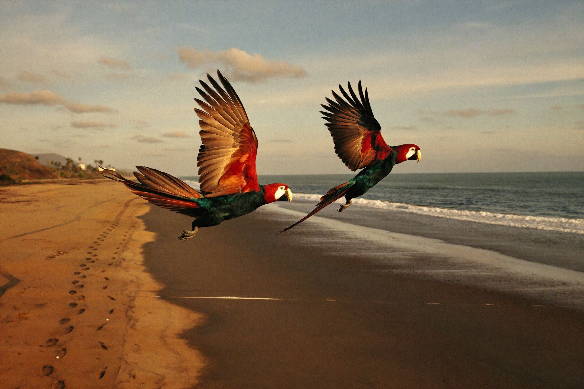 Scarlet macaws flying over a beach on the Costa Rican Pacific coast