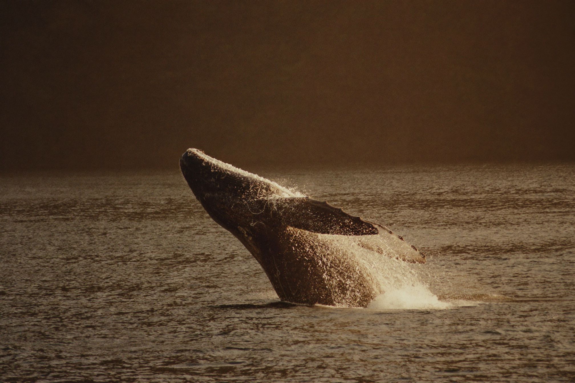 A humpback whale coming clear of the water off the Costa Rican coast