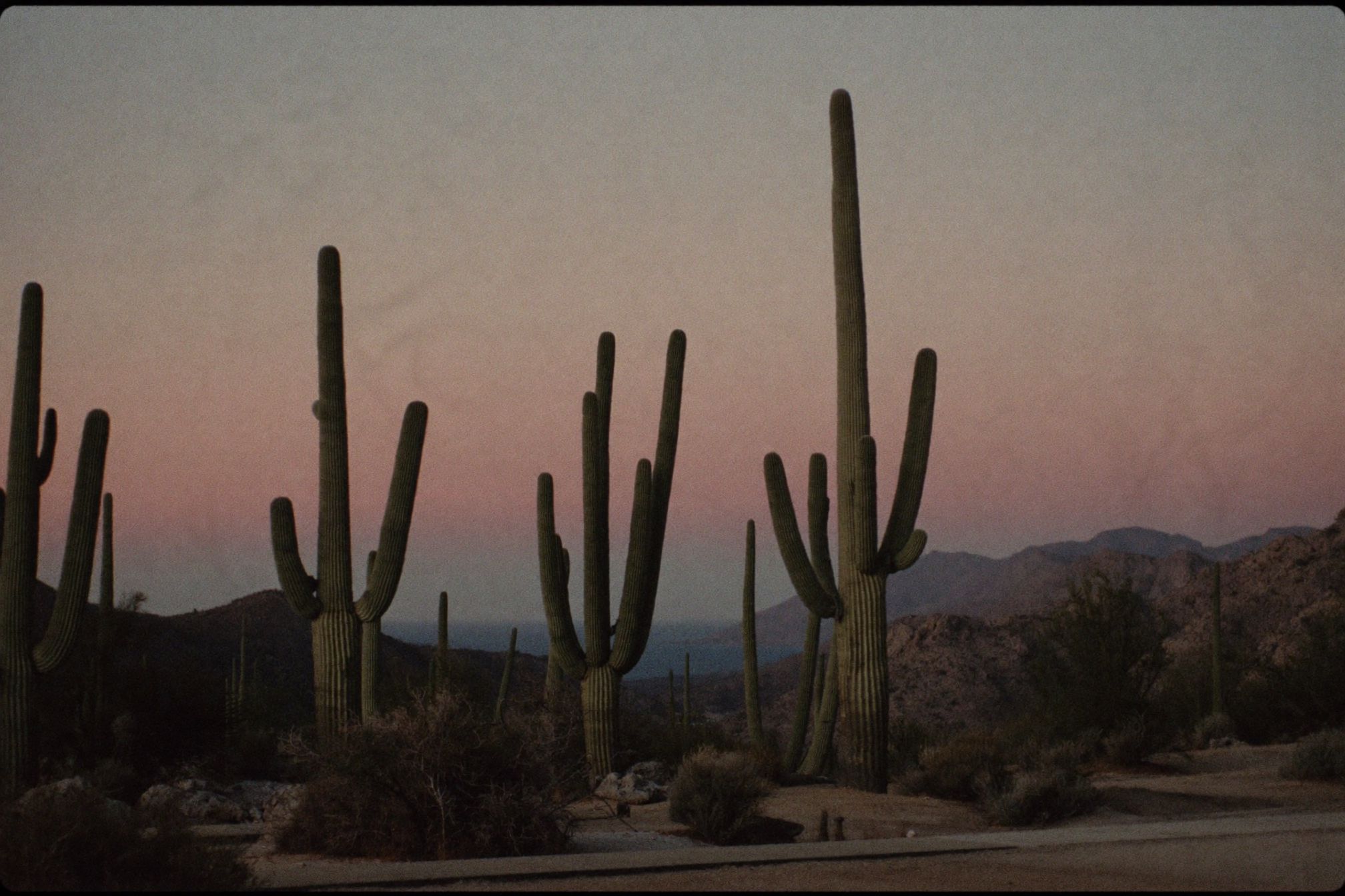 Desert at dawn with cactus silhouetted against a pale sky
