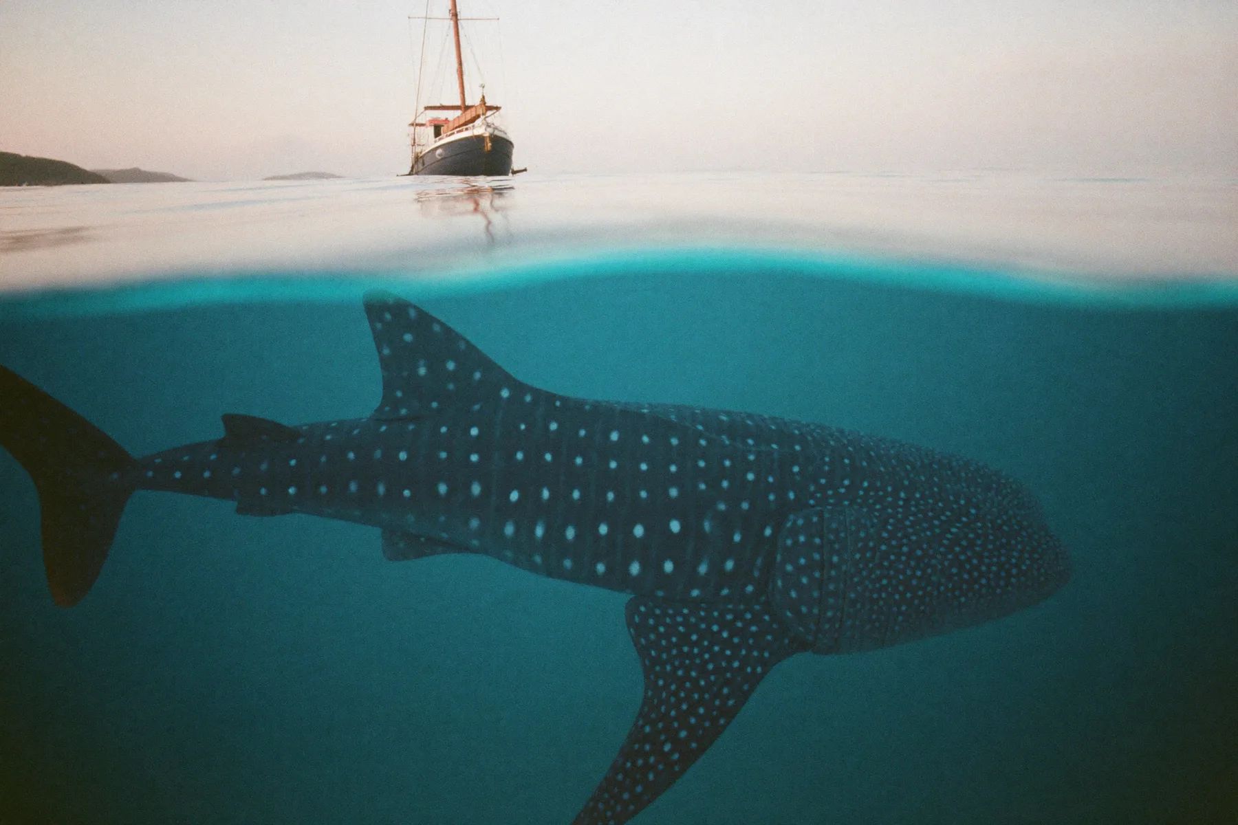 A large marine animal moving under clear water off Baja California Sur