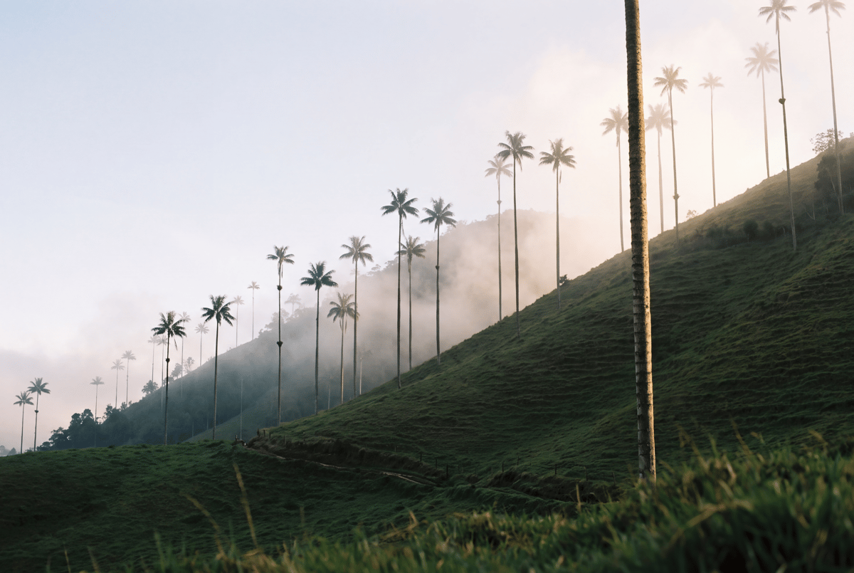 Sixty-metre wax palms rising through drifting mist in the Valle de Cocora
