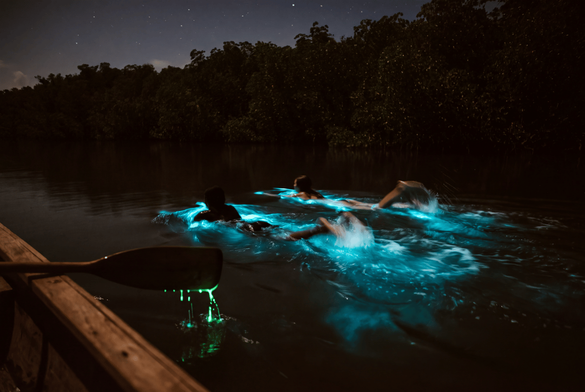 Bioluminescent green light glowing around swimmers in Isla Grande's lagoon at night