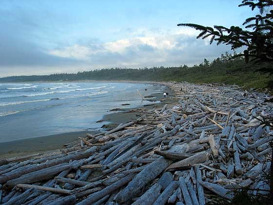 Tofino