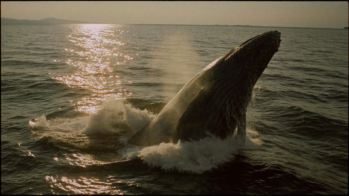 Humpback frame