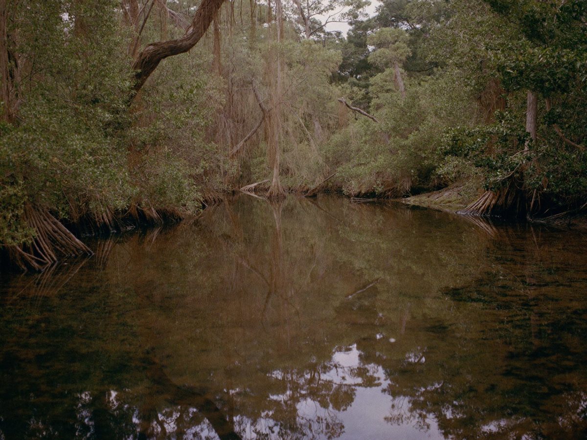 Mangrove frame