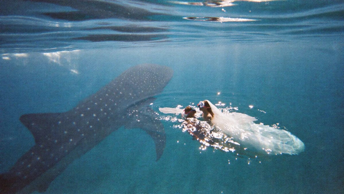 The Whale-Shark Morning